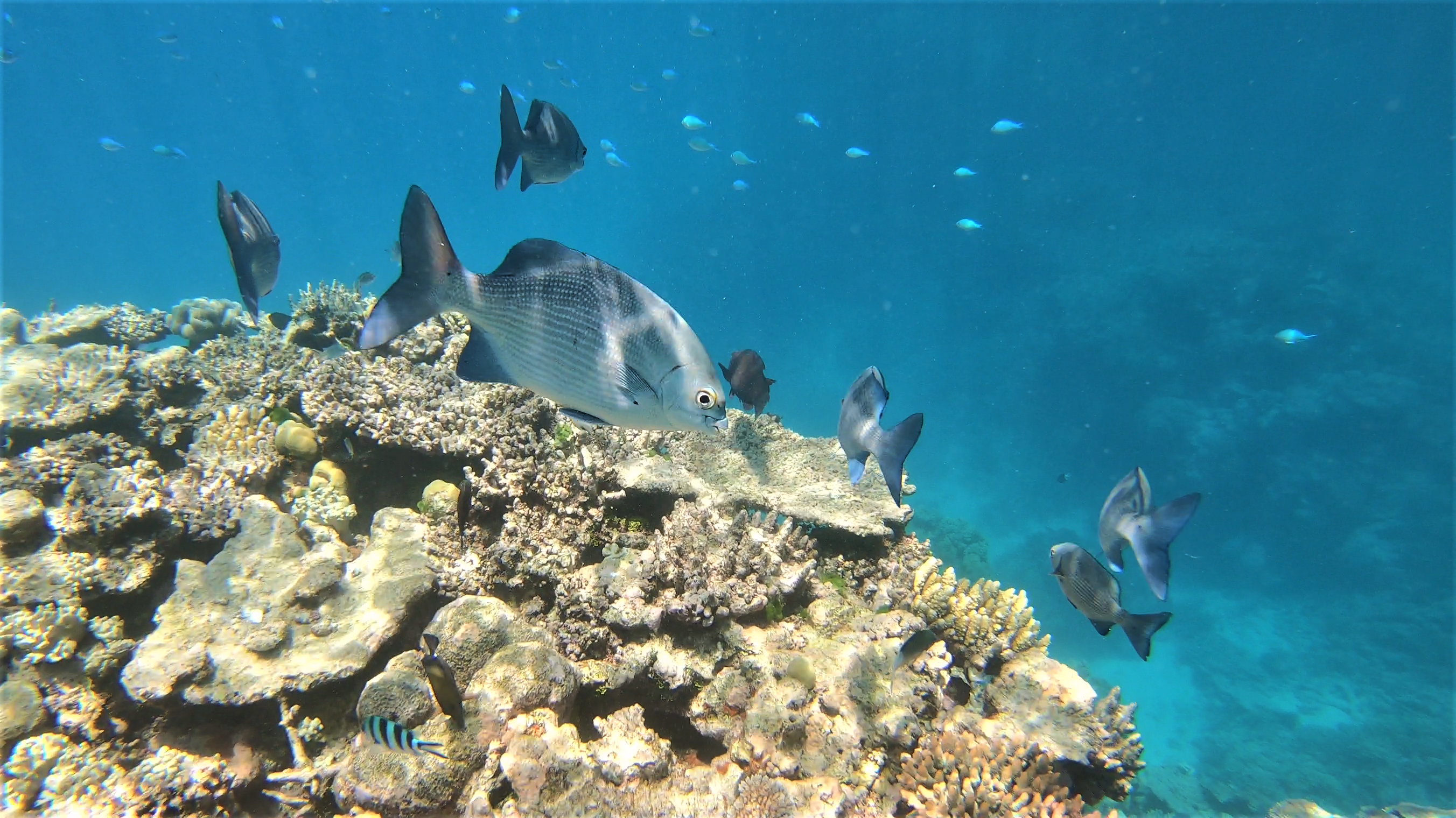 Queens Reeef Video – North Queensland and Great Barrier Reef – M&M Around the Globe